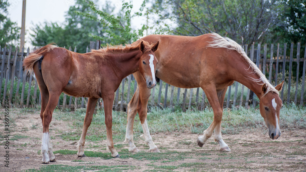 A farmer's domestic horse A farmer's domestic horse