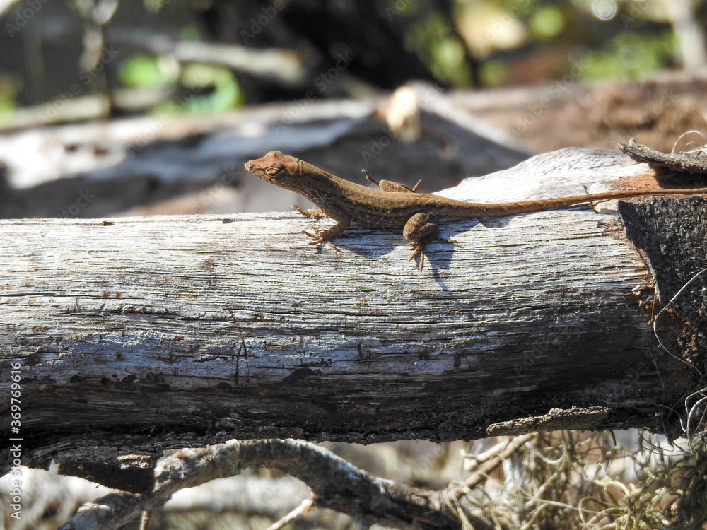Fototapeta premium Small lizard on a log in Florida