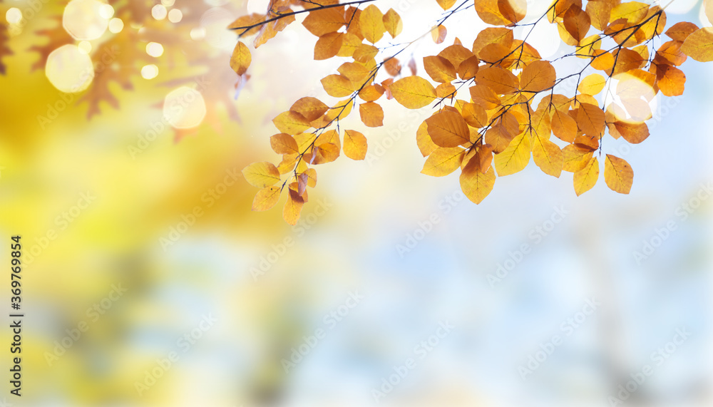 Vibrant fall foliage - obrazy, fototapety, plakaty 