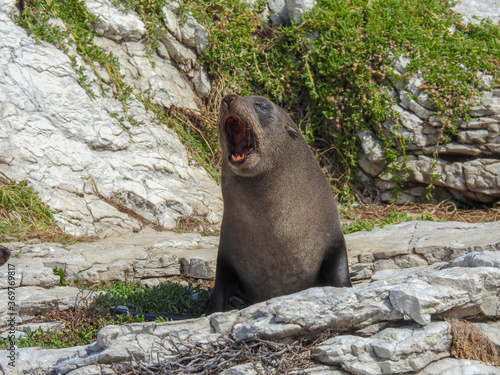 Talkative Fur Seal in Picton, New Zealand