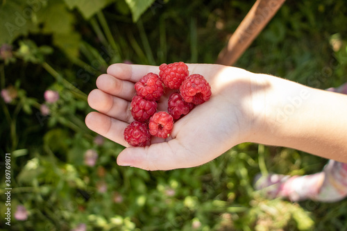 raspberries in hand