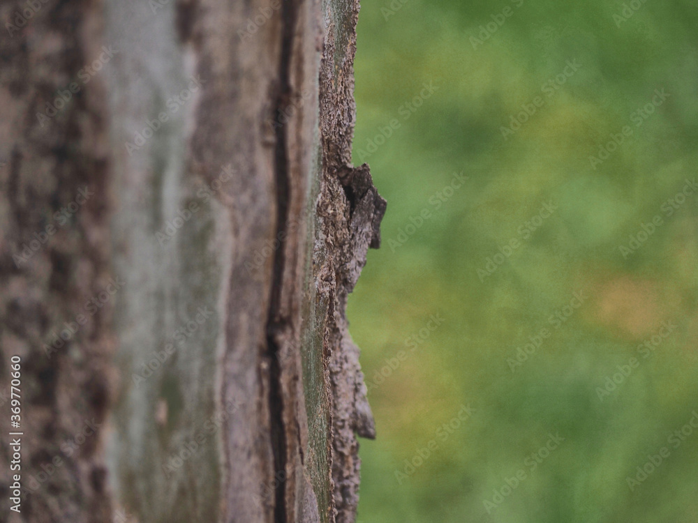 Detail of a tree trunk occupying half of the frame and with a nice unfocused background in the other half.
Detail of a tree trunk occupying half of the frame and with a nice unfocused background in the other half.