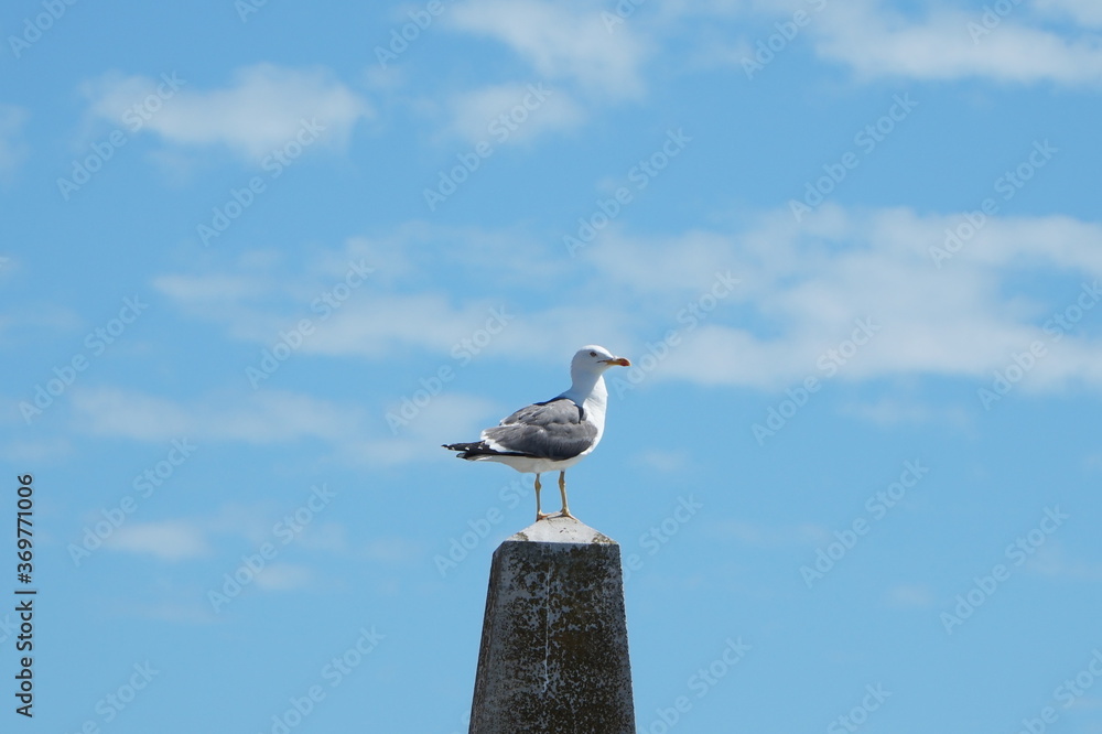 Obraz premium seagull