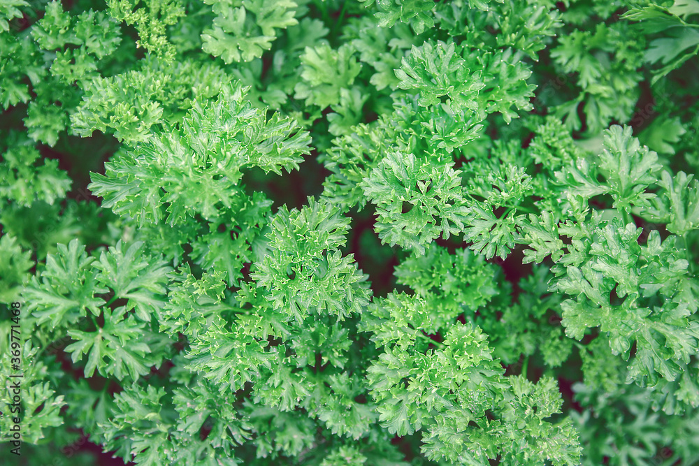 A bed of fresh green parsley top view A bed of fresh green parsley top view