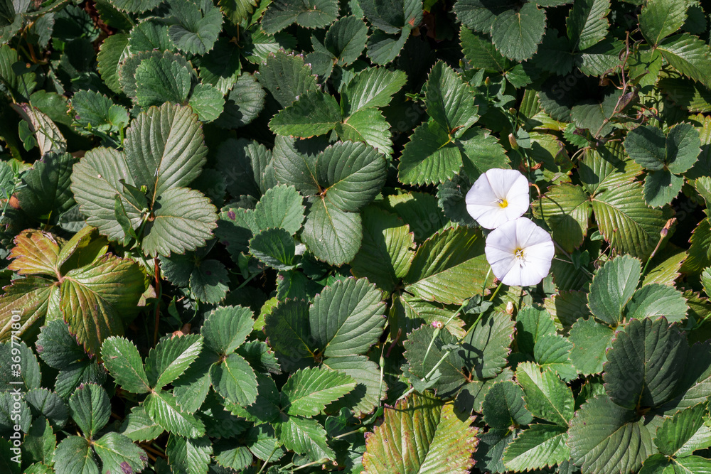 strawberries plants background strawberries plants background
