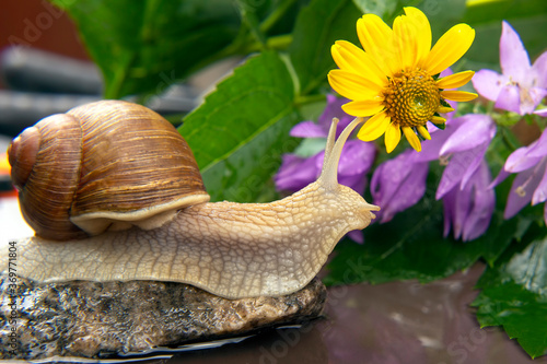 Helix pomatia. snail is actively crawling in nature. mollusc and invertebrate. delicacy meat and gourmet food.