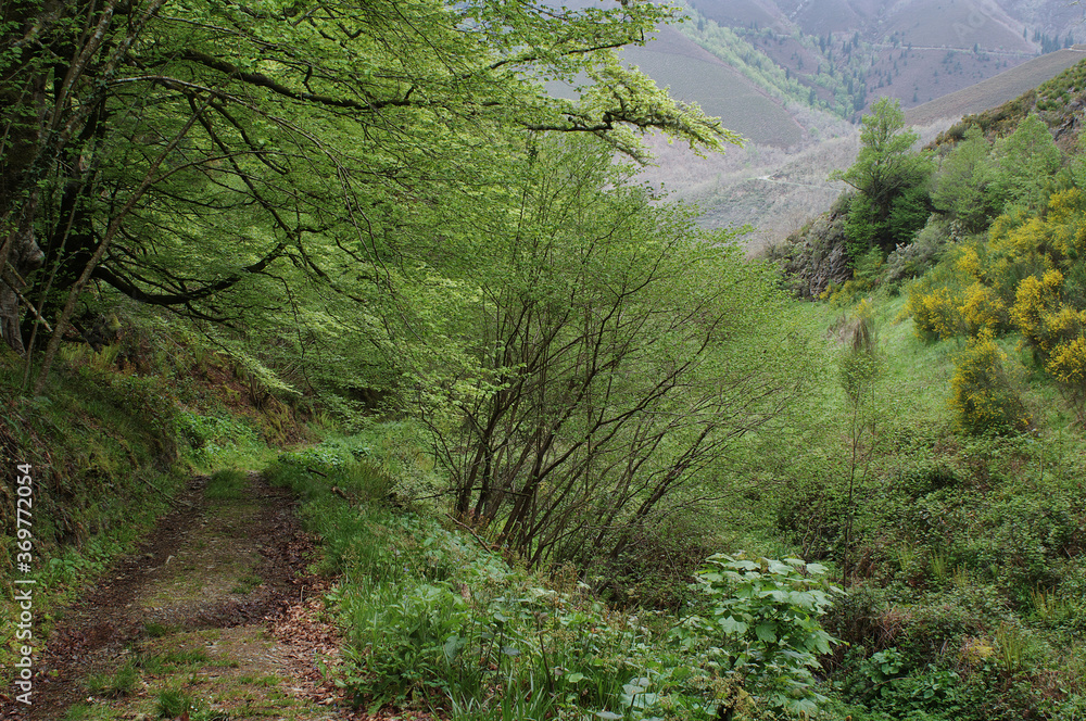 Fototapeta premium Spectacular high mountain landscape with beautiful forests, spectacular trees, beautiful trails, intense blue sky dotted with picturesque clouds. Muniellos National Reserve, Asturias, Spain. 