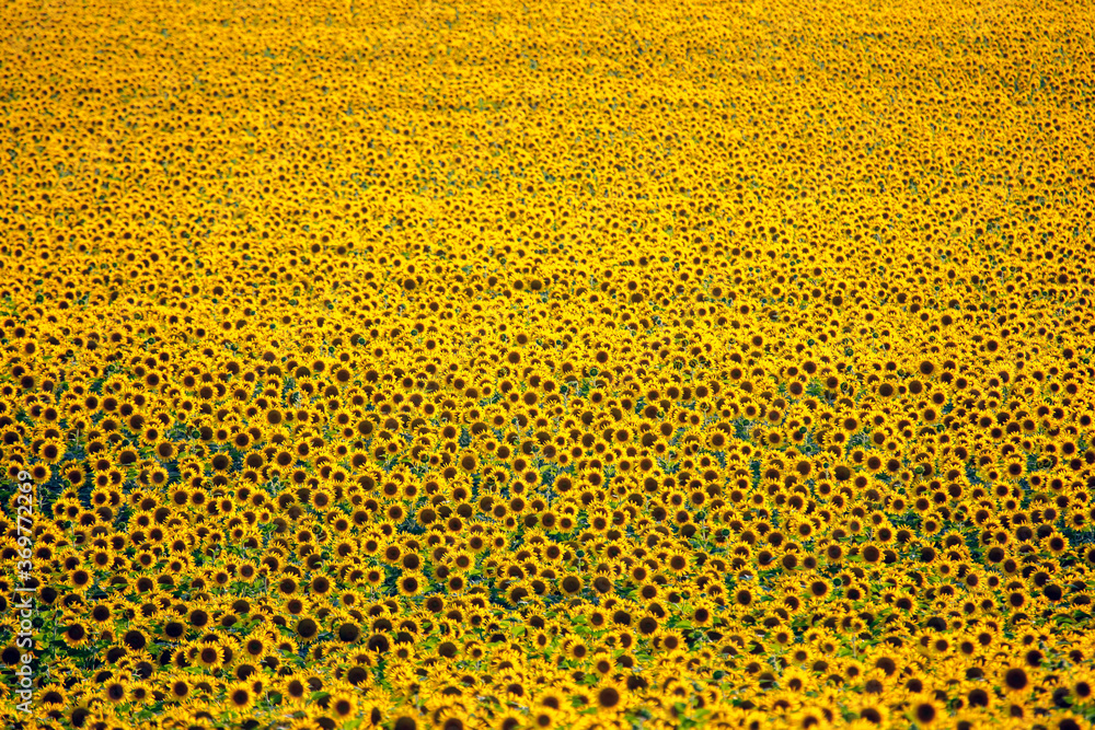 Large field of blooming sunflowers in sunlight. Agronomy, agriculture and botany. Large field of blooming sunflowers in sunlight. Agronomy, agriculture and botany.