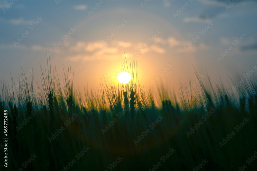 Silhouette of growing wheat against the backdrop of a sunny sunset sky. Agronomy and agriculture. Food industry. Silhouette of growing wheat against the backdrop of a sunny sunset sky. Agronomy and agriculture. Food industry.