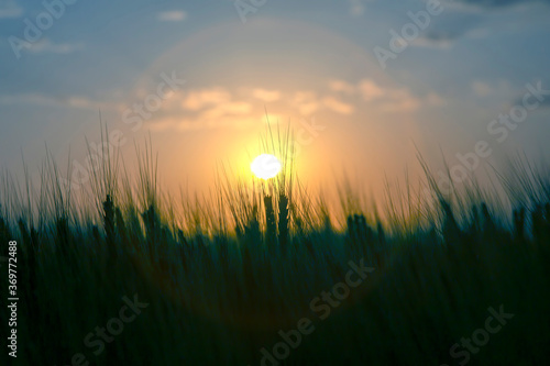 Silhouette of growing wheat against the backdrop of a sunny sunset sky. Agronomy and agriculture. Food industry.