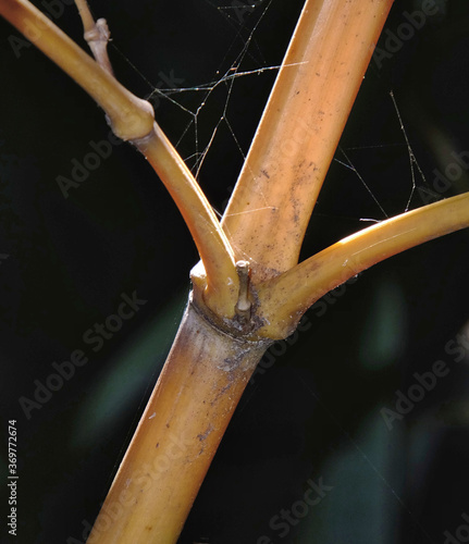 Cane plant with backlight forming beautiful yellow and ocher colors, with cobweb illuminated by the sun.
