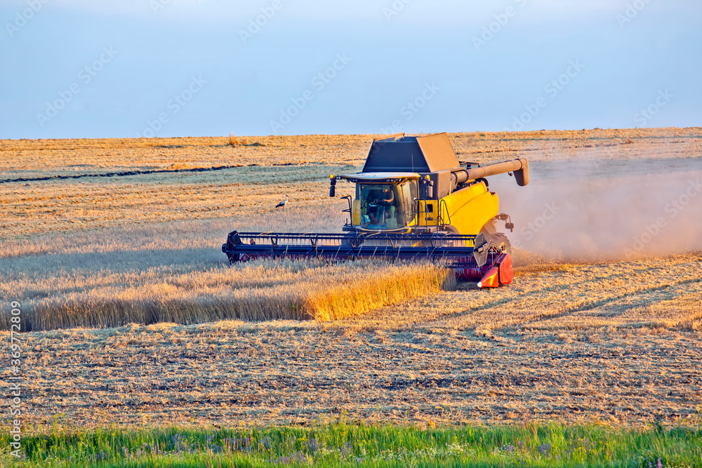 Fototapeta premium The harvester is harvesting wheat in the field. grain preparation. agronomy and agriculture.
