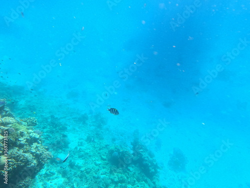 Reef with lots of colorful corals and lots of fish in clear blue water in the Red Sea near Hurgharda, Egypt