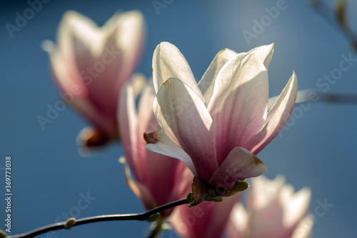 Fototapeta Naklejka Na Ścianę i Meble -  Light pink head of blooming spring magnolia flower. Botany and flowers