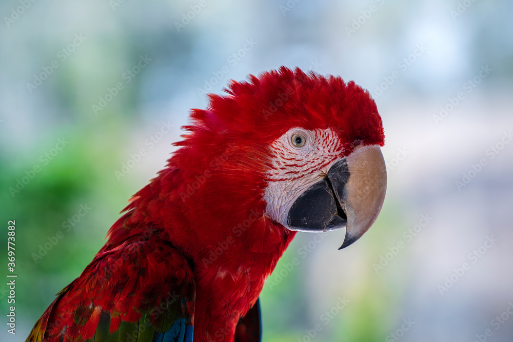 Closeup face of red macaw parrot bird, green winged macaw bird