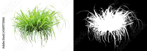 Grass isolated on white. Clipping mask included.