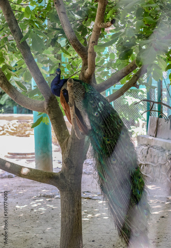 Peacock, peafowl  beautiful representative exemplar of male peacock in great metalic colors