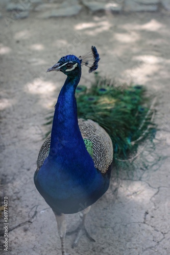 Peacock, peafowl  beautiful representative exemplar of male peacock in great metalic colors