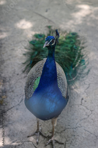 Peacock, peafowl  beautiful representative exemplar of male peacock in great metalic colors
