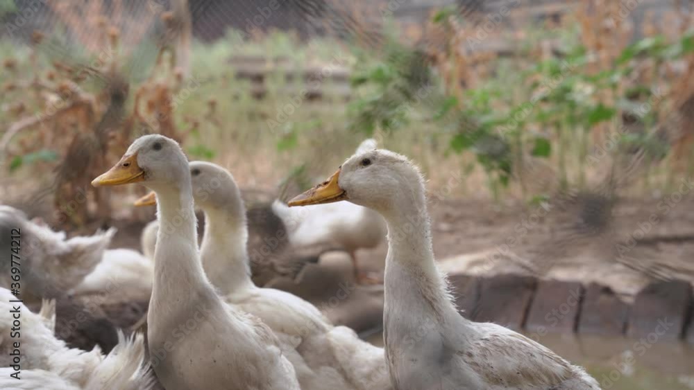 Dirty white ducks quack and walk around enclosure on the farm with little pond. Raising poultry for ecological eggs and meat for food. Rustic atmosphere Dirty white ducks quack and walk around enclosure on the farm with little pond. Raising poultry for ecological eggs and meat for food. Rustic atmosphere