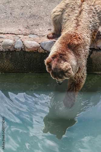 Brown bear