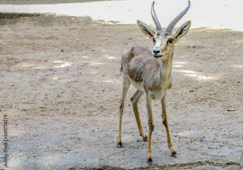 antelope in the wild