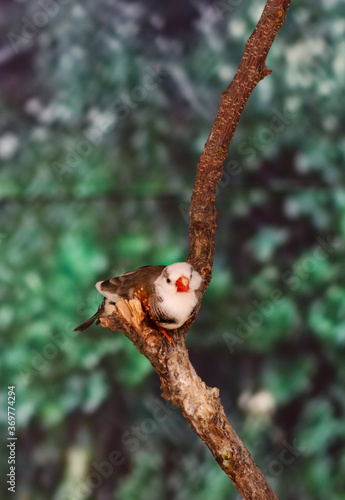 bird on a branch