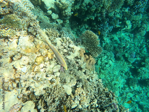Reef with lots of colorful corals and many fishes, Thalassoma rueppellii in the clear blue water of the Red Sea near Hurgharda, Egypt