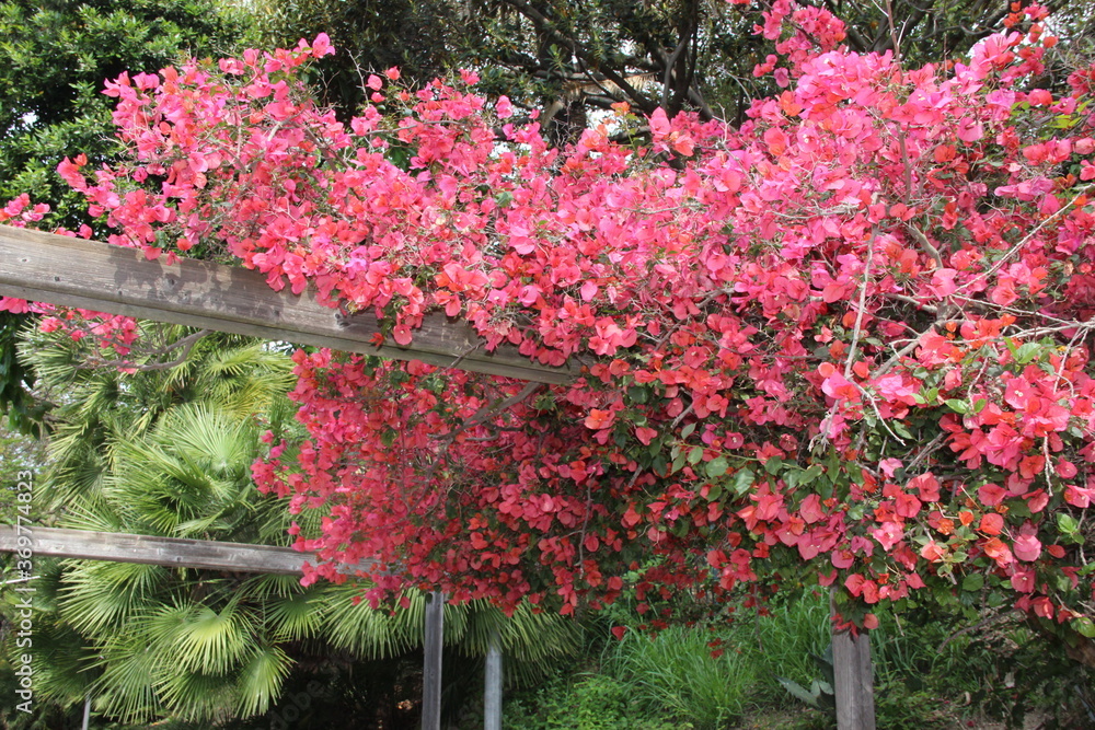 Beautiful bright cherry blossom in an Italian Park Beautiful bright cherry blossom in an Italian Park