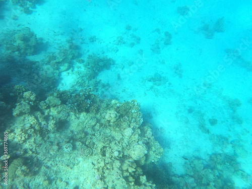 Reef with lots of colorful corals and lots of fish in clear blue water in the Red Sea near Hurgharda, Egypt