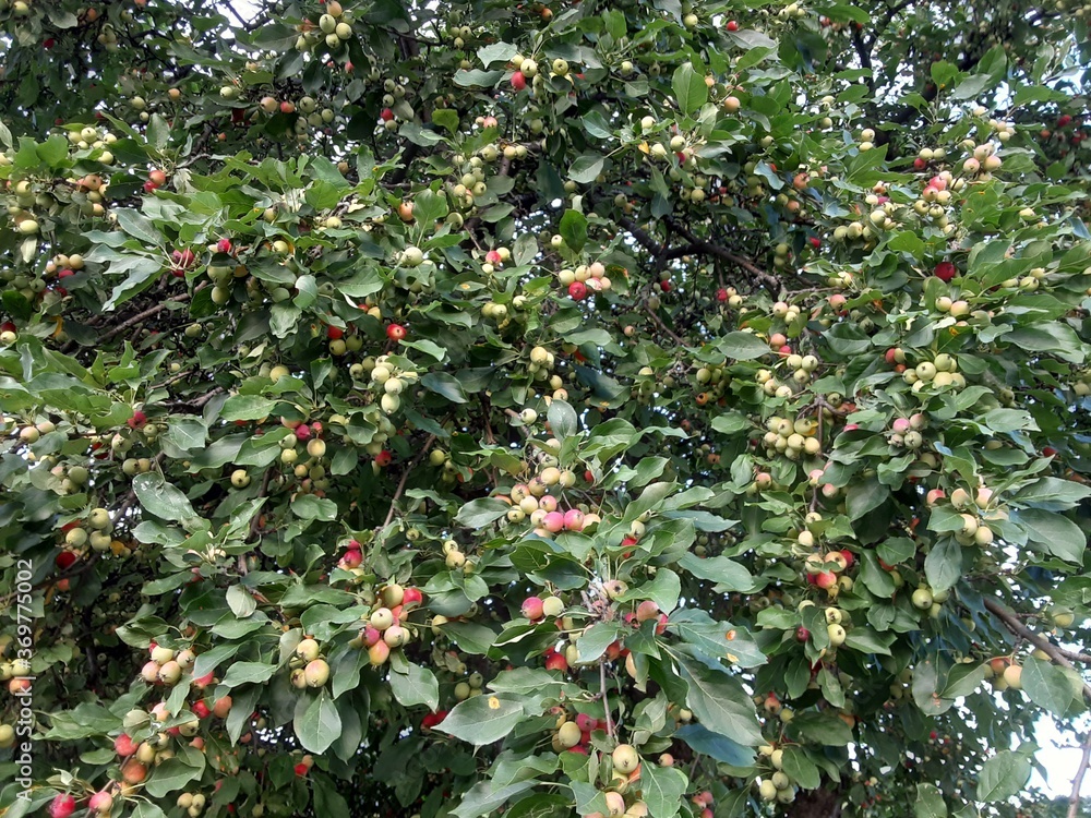 red apples on a tree red apples on a tree