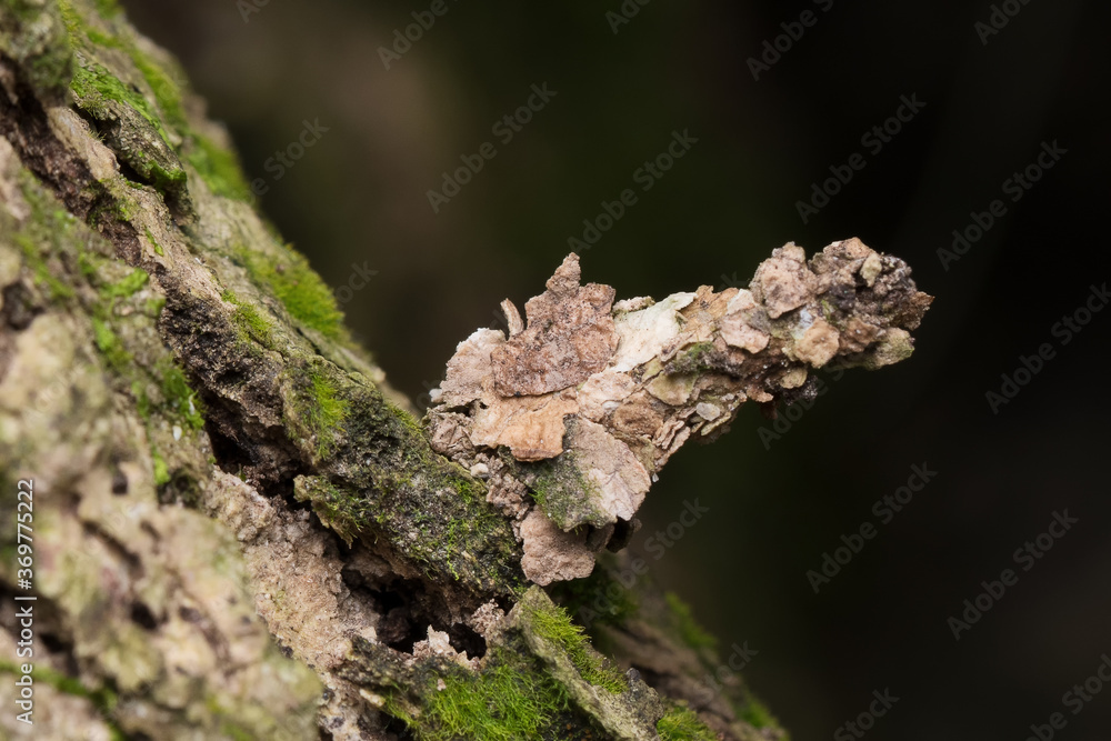 Camouflaged bagworm moth caterpillar on bark of tree Camouflaged bagworm moth caterpillar on bark of tree