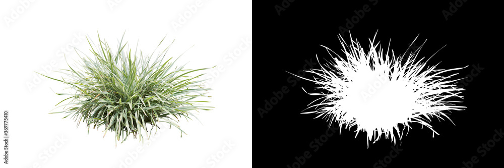 Grass isolated on white. Clipping mask included. Grass isolated on white. Clipping mask included.