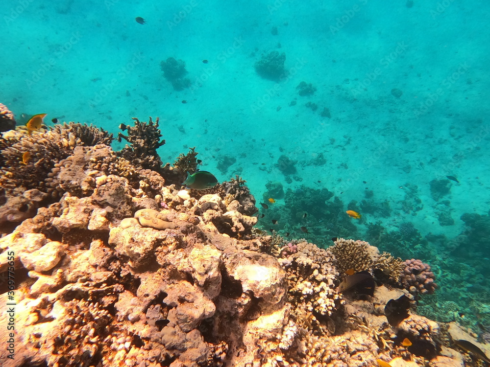 Obraz premium Reef with lots of colorful corals and lots of fish in clear blue water in the Red Sea near Hurgharda, Egypt