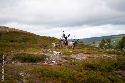 reindeers in the mountains