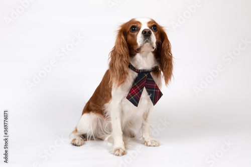 Small spaniel dog with tie © Dmitry