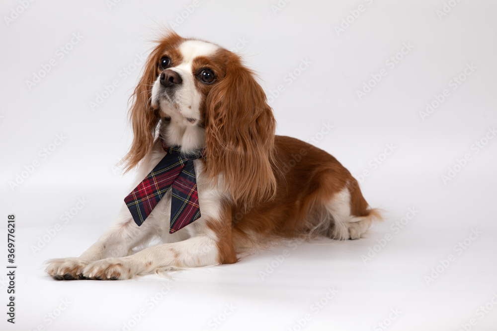 Small spaniel dog with tie Small spaniel dog with tie
