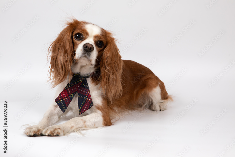 Small spaniel dog with tie