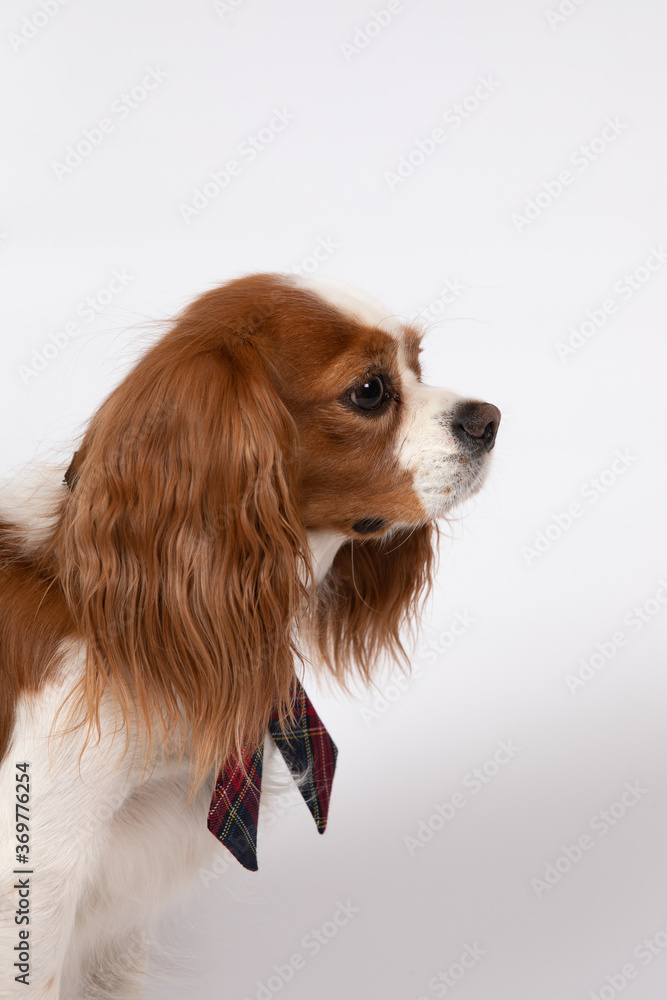 Small spaniel dog with tie Small spaniel dog with tie