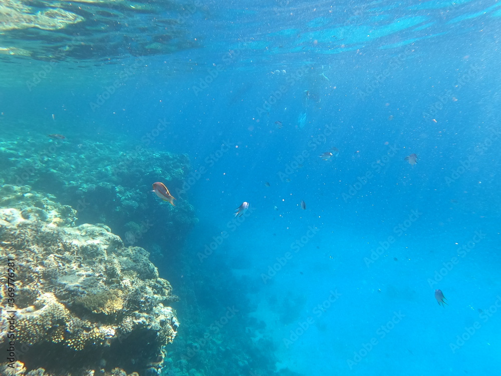 Obraz premium Reef with lots of colorful corals and lots of fish in clear blue water in the Red Sea near Hurgharda, Egypt