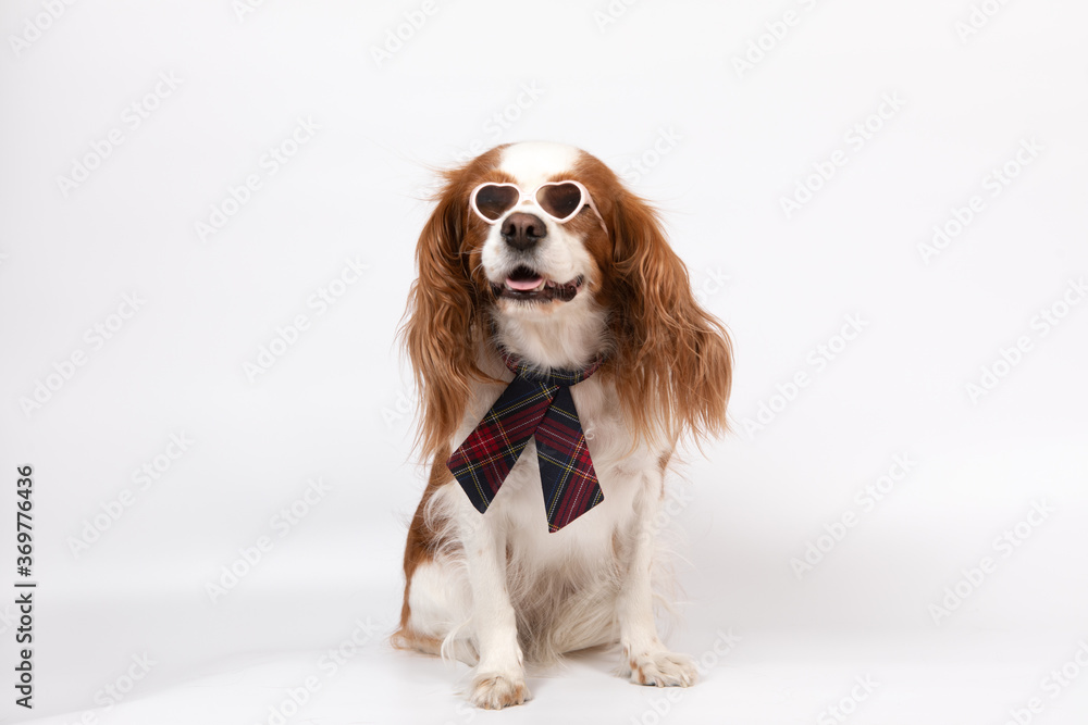 Small spaniel dog with tie and glasses