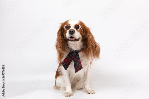 Small spaniel dog with tie and glasses