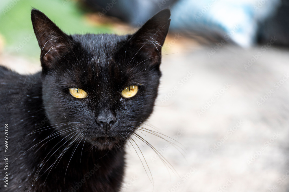 Gata negra Gata negra