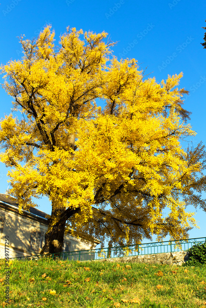 bright yellow autumn tree in city park in sunny warm autumnal day 