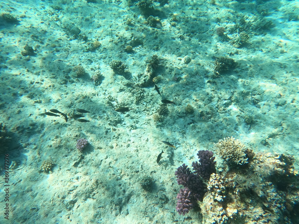 Fototapeta premium Reef with lots of colorful corals and lots of fish in clear blue water in the Red Sea near Hurgharda, Egypt