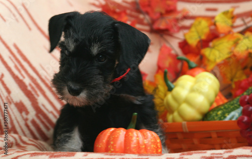 miniature Schnauzer puppy with pumpkin