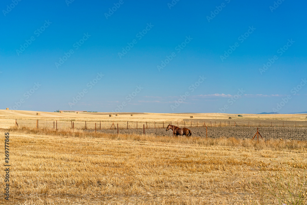 horse in a metal fence in the middle of a field of cereal crops on a sunny summer day