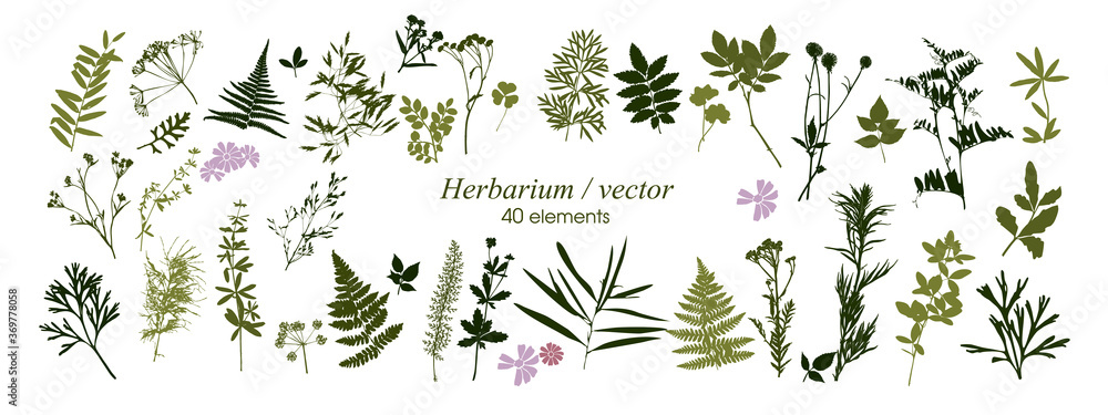 Set of silhouettes of botanical elements. Herbarium. Branches with leaves, herbs, wild plants, trees. Garden and forest collection of leaves and grass. Vector illustration on white background - obrazy, fototapety, plakaty 