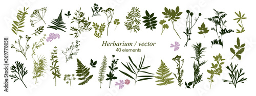 Set of silhouettes of botanical elements. Herbarium. Branches with leaves, herbs, wild plants, trees. Garden and forest collection of leaves and grass. Vector illustration on white background