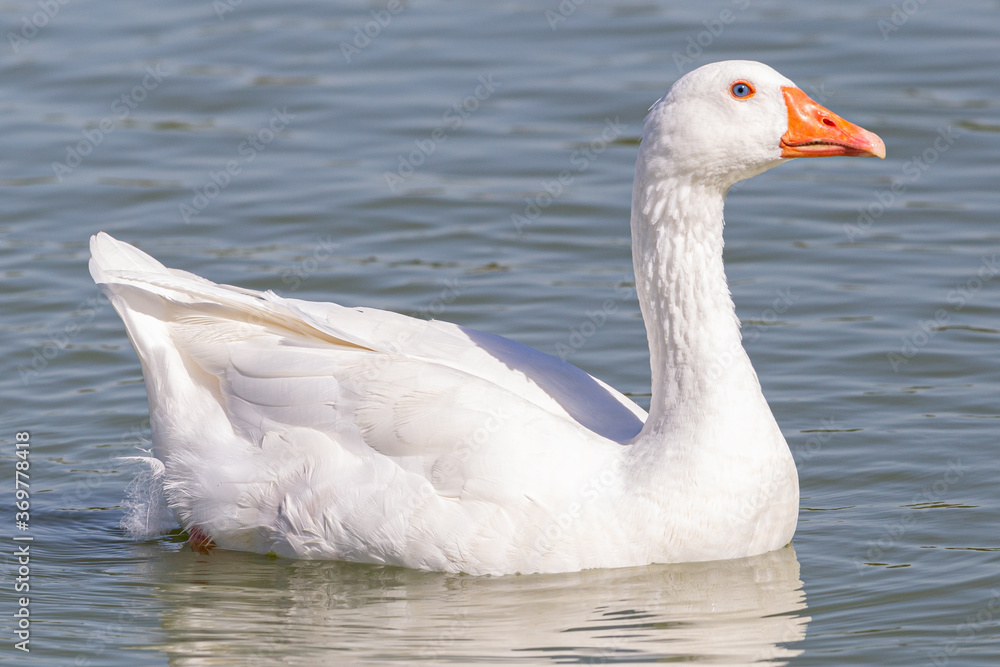 Obraz premium White goose enjoying the cool waters of a pond